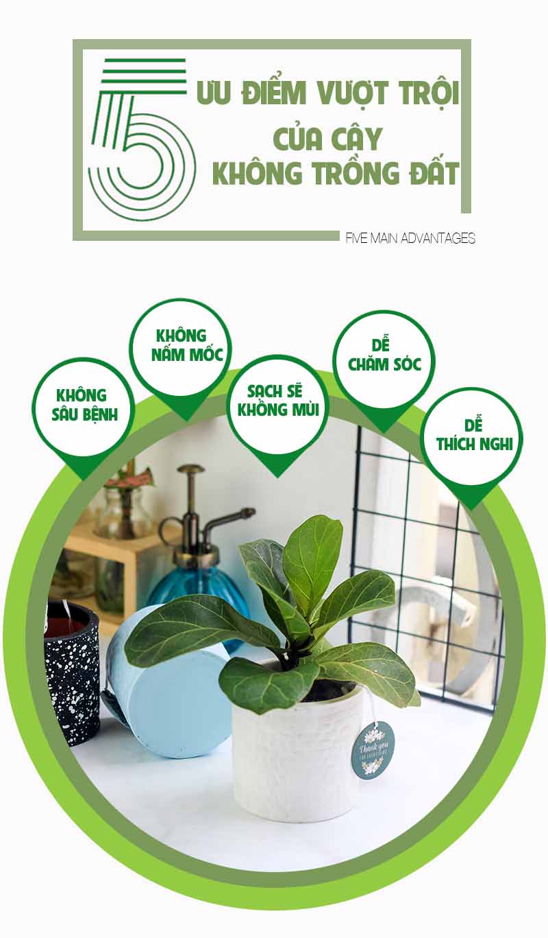 Bàng Singapore 8.0 - Cây Trồng Không Cần Đất 9X GARDEN