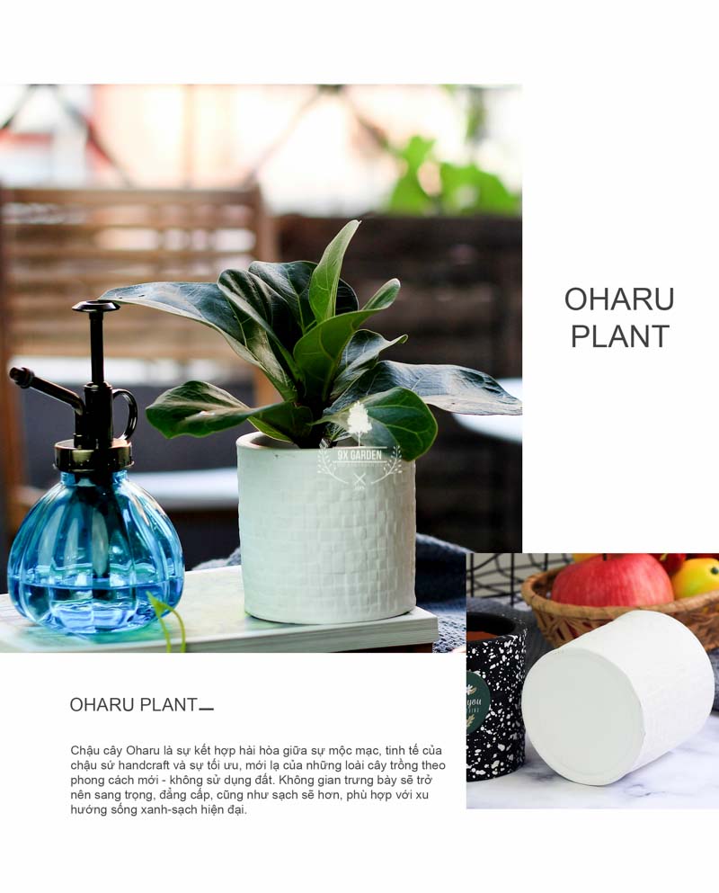 Bàng Singapore 8.0 - Cây Trồng Không Cần Đất 9X GARDEN