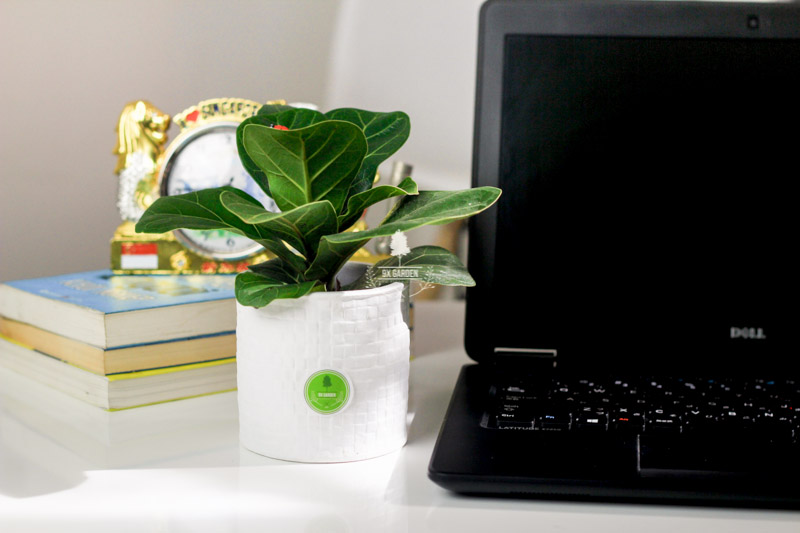 Bàng Singapore 8.0 - Cây Trồng Không Cần Đất 9X GARDEN