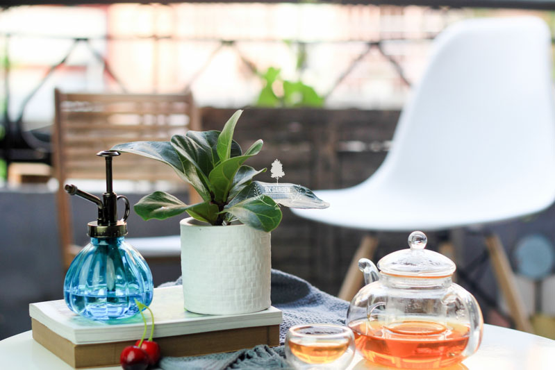 Bàng Singapore 8.0 - Cây Trồng Không Cần Đất 9X GARDEN