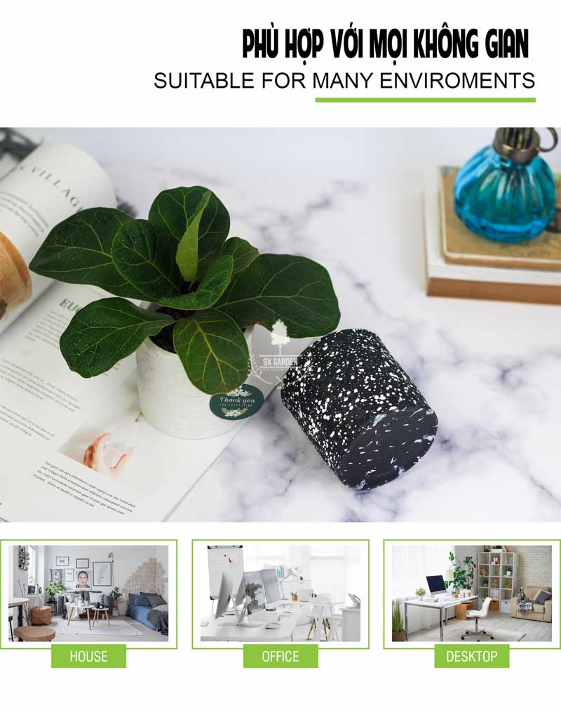 Bàng Singapore 8.0 - Cây Trồng Không Cần Đất 9X GARDEN