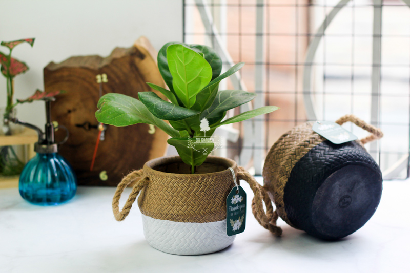 Bàng Sing 10.0 - Cây Không Cần Đất 9X GARDEN