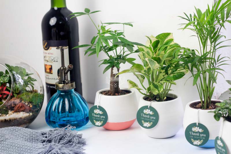 Chậu Gốm Sứ Koshi - 9X GARDEN