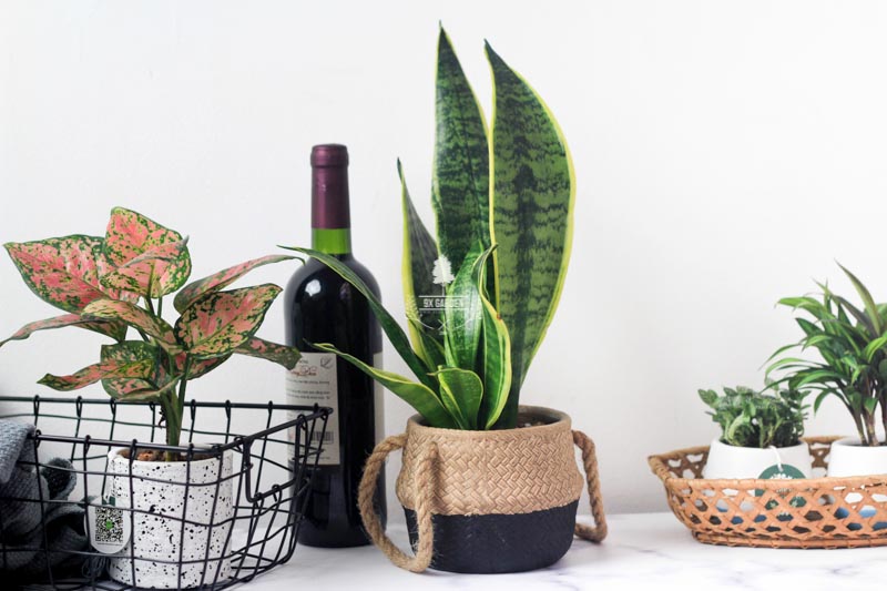 Giỏ Cói Handcraft - 9X GARDEN