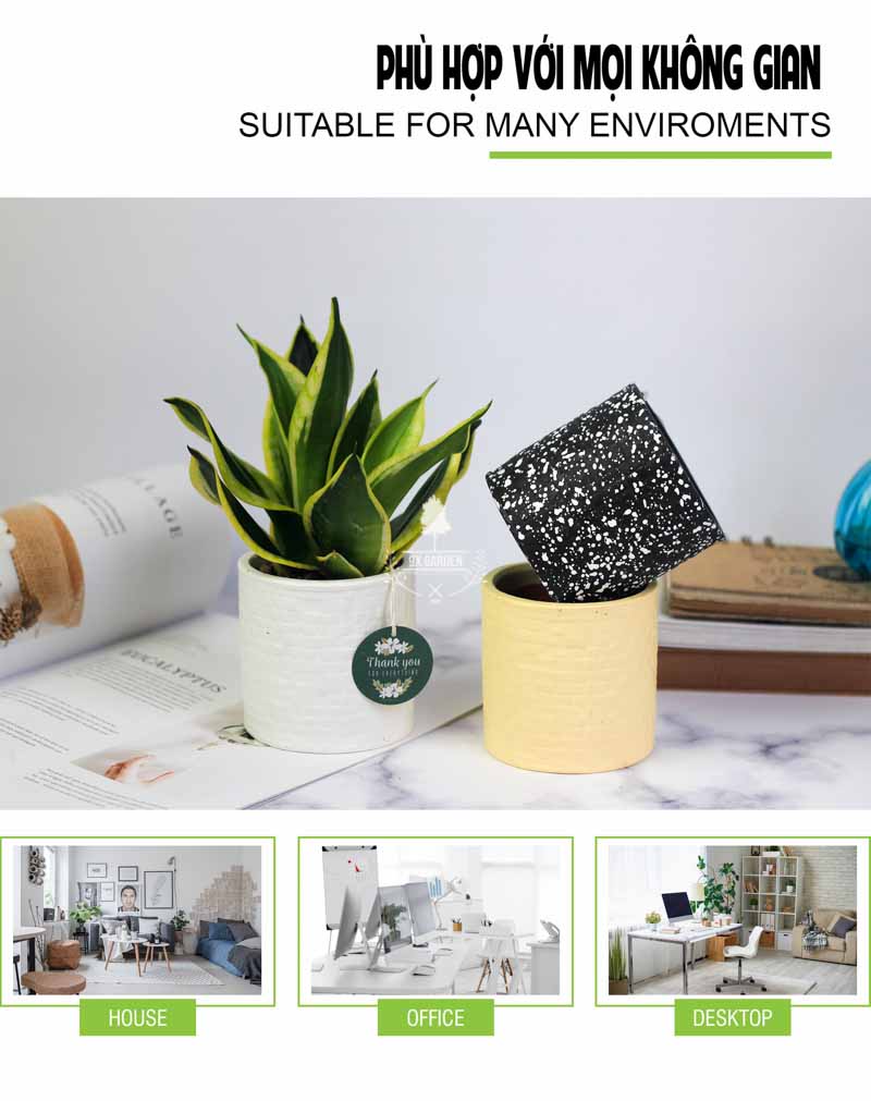 Lưỡi Hổ Thái - Cây Trồng Không Cần Đất 9X GARDEN