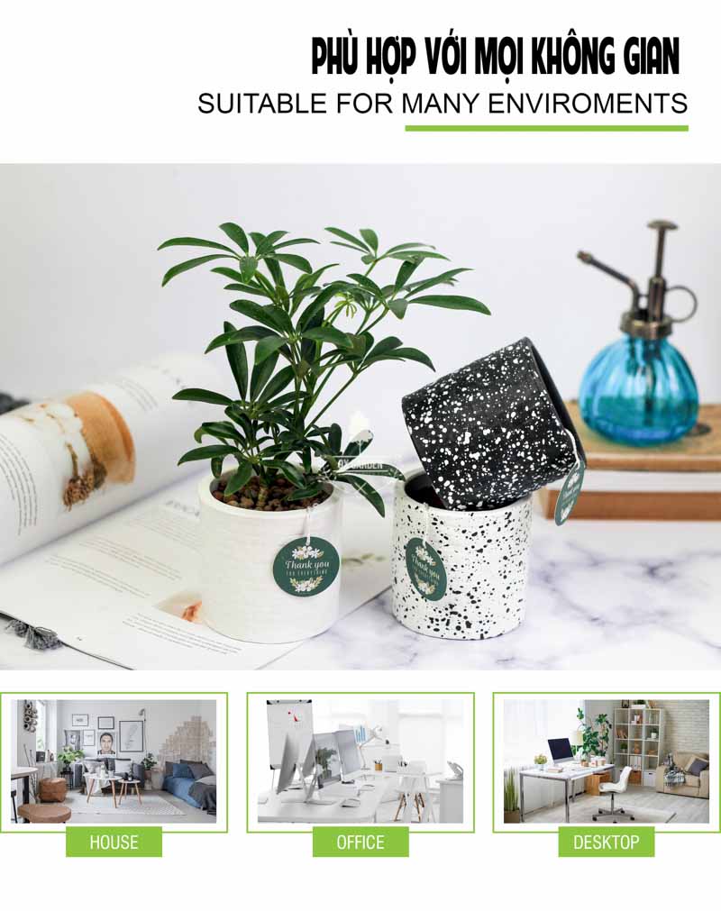 Ngũ Gia Bì - Cây Trồng Không Cần Đất 9X GARDEN