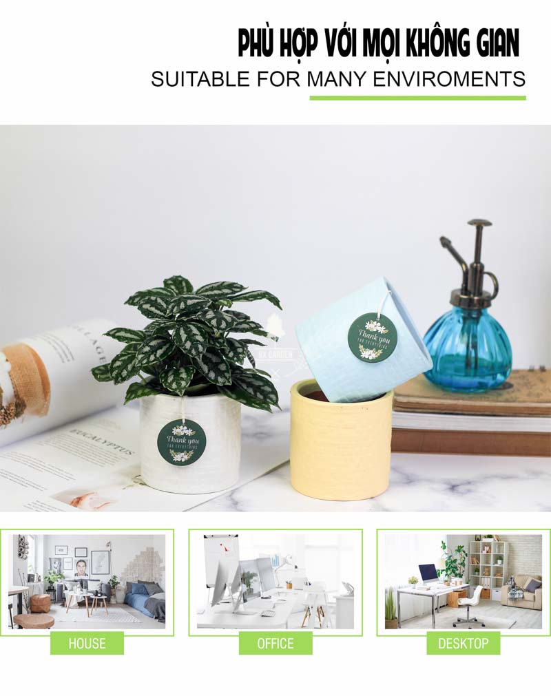 Sao Băng - Cây Trồng Không Cần Đất 9X GARDEN