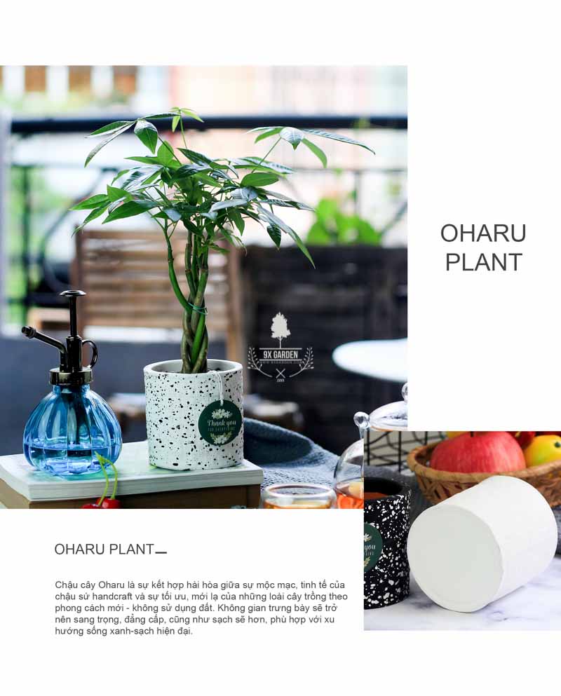 Kim Ngân Xoắn - Cây Trồng Không Cần Đất 9X GARDEN