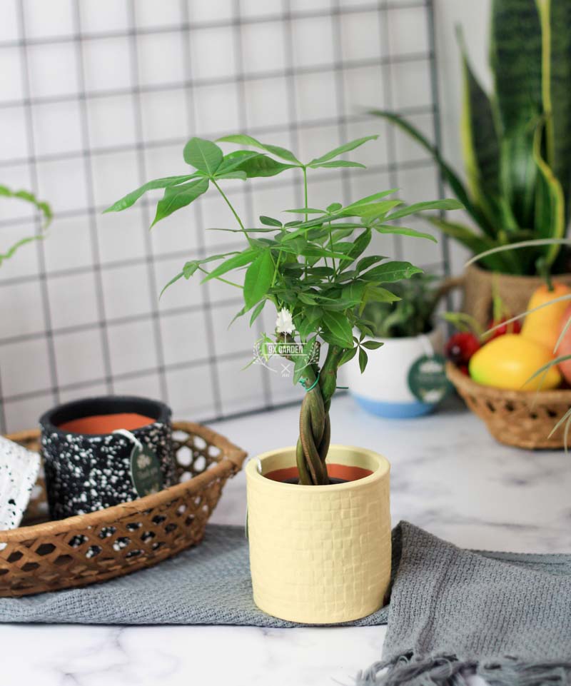 Kim Ngân Xoắn - Cây Trồng Không Cần Đất 9X GARDEN