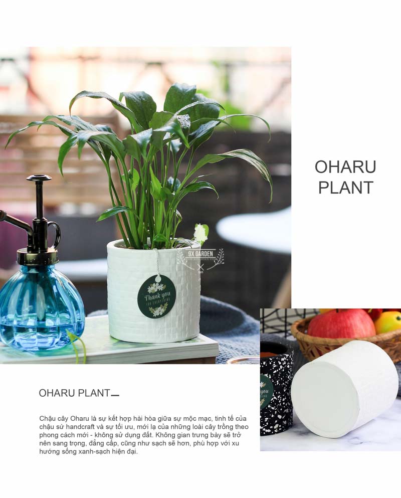 Lan Ý 8.0 - Cây Trồng Không Cần Đất 9X GARDEN