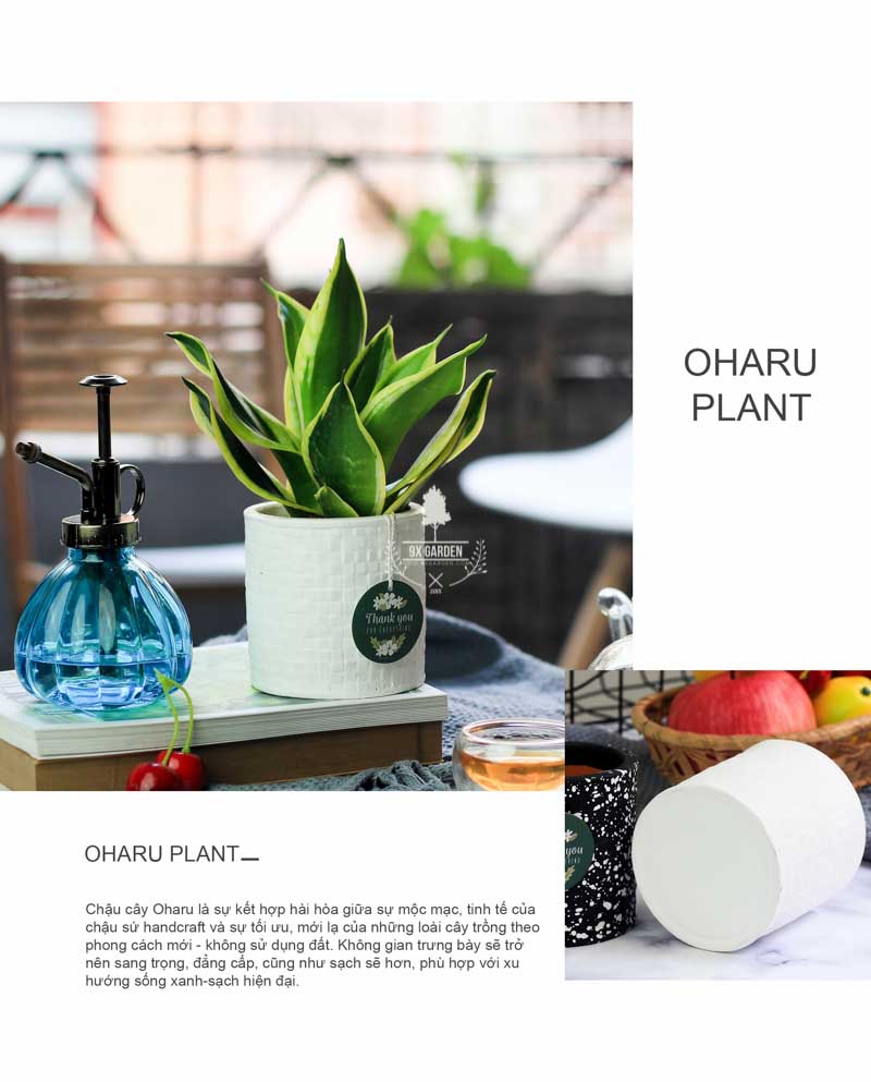 Lưỡi Hổ Thái - Cây Trồng Không Cần Đất 9X GARDEN