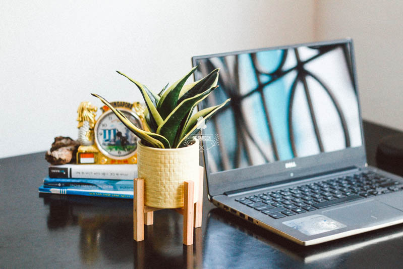 Lưỡi Hổ Thái - Cây Trồng Không Cần Đất 9X GARDEN