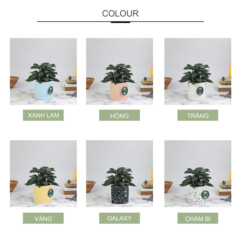 Sao Băng - Cây Trồng Không Cần Đất 9X GARDEN