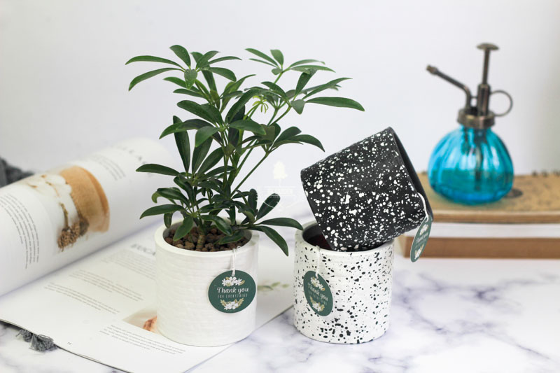 Ngũ Gia Bì - Cây Trồng Không Cần Đất 9X GARDEN