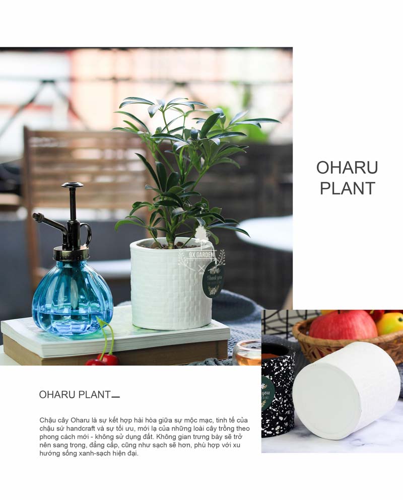 Ngũ Gia Bì - Cây Trồng Không Cần Đất 9X GARDEN