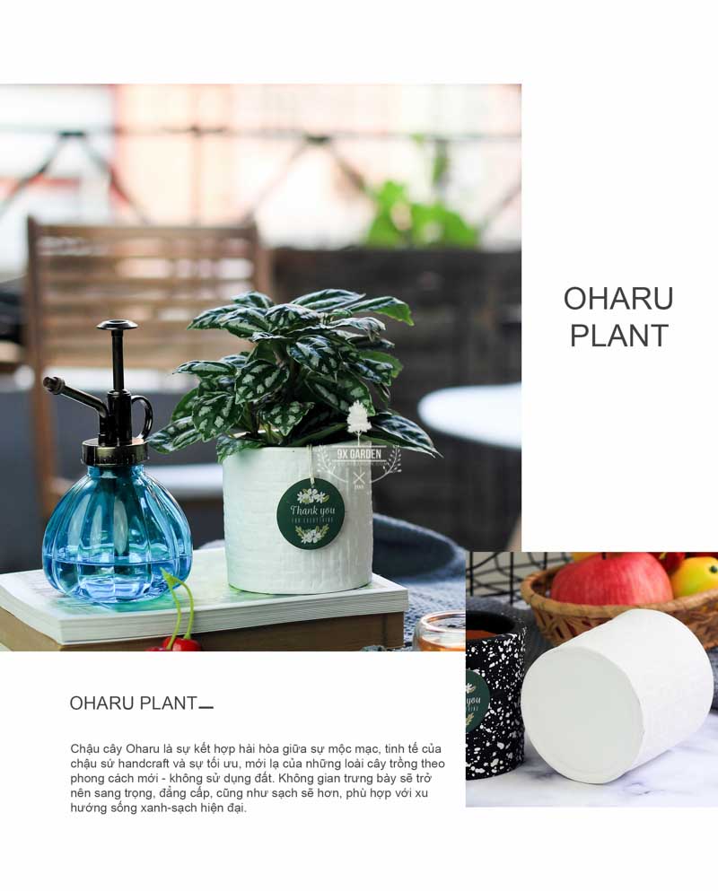 Sao Băng - Cây Trồng Không Cần Đất 9X GARDEN