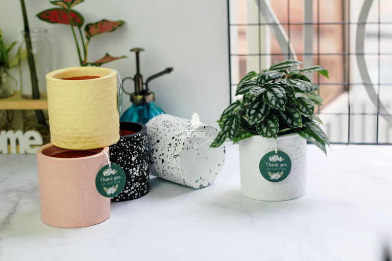 Sao Băng - Cây Trồng Không Cần Đất 9X GARDEN