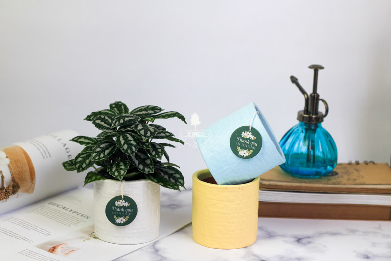 Sao Băng - Cây Trồng Không Cần Đất 9X GARDEN