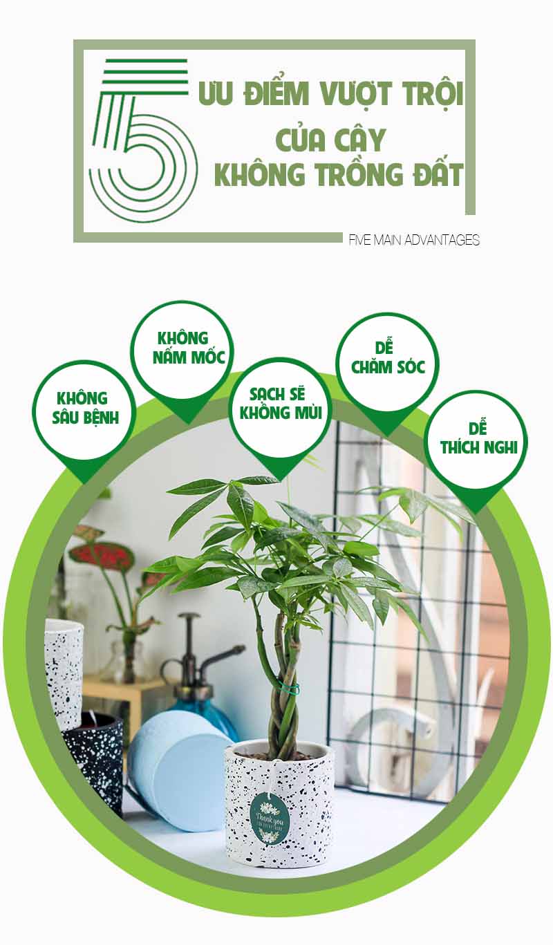 Kim Ngân Xoắn - Cây Trồng Không Cần Đất 9X GARDEN