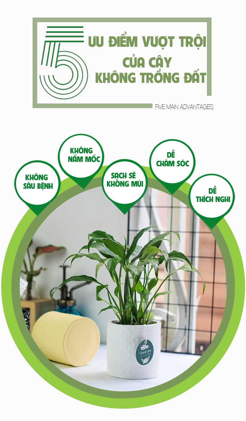 Lan Ý 8.0 - Cây Trồng Không Cần Đất 9X GARDEN