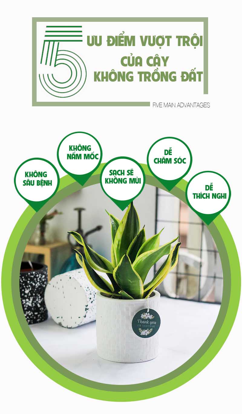 Lưỡi Hổ Thái - Cây Trồng Không Cần Đất 9X GARDEN