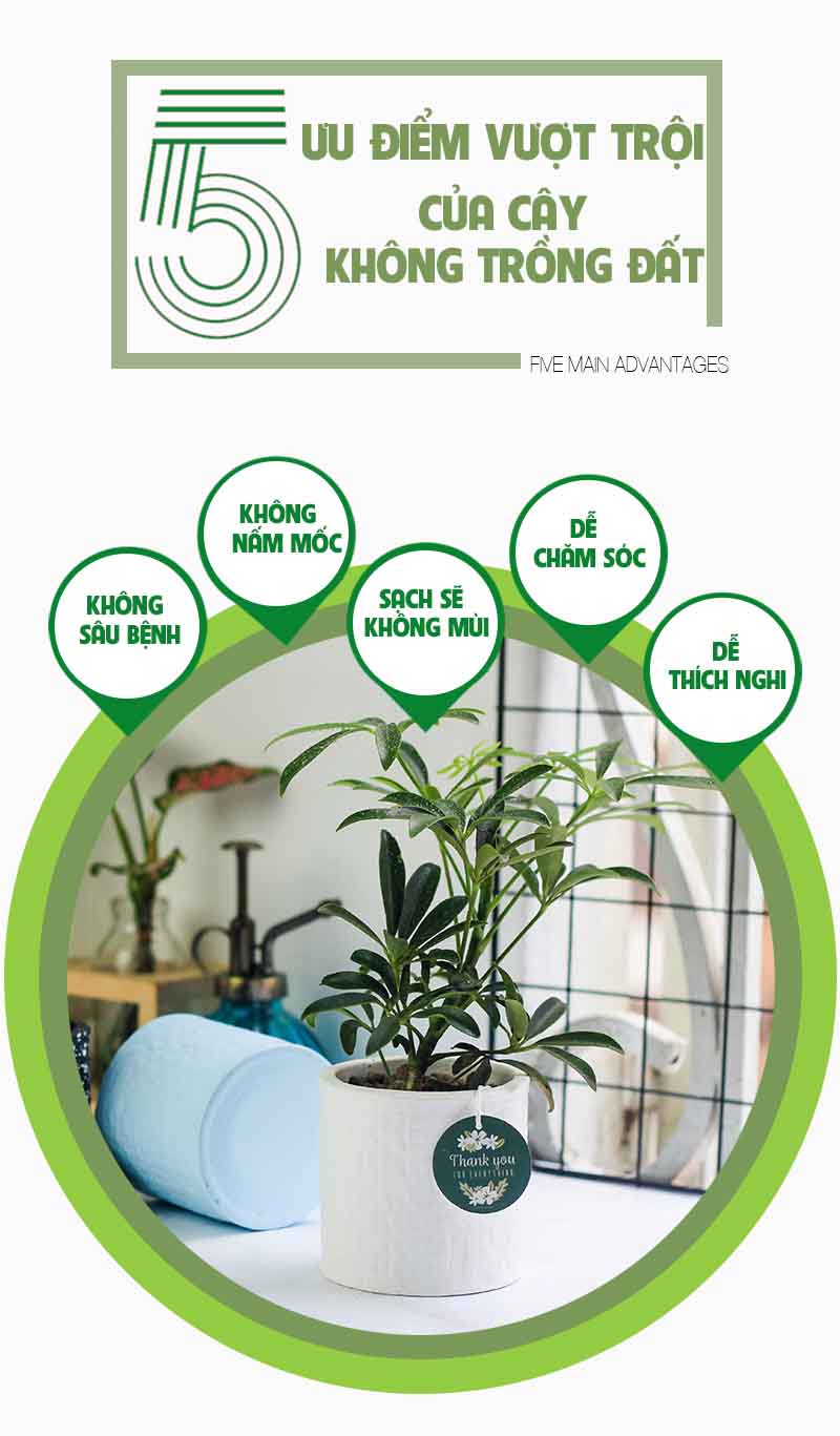 Ngũ Gia Bì - Cây Trồng Không Cần Đất 9X GARDEN