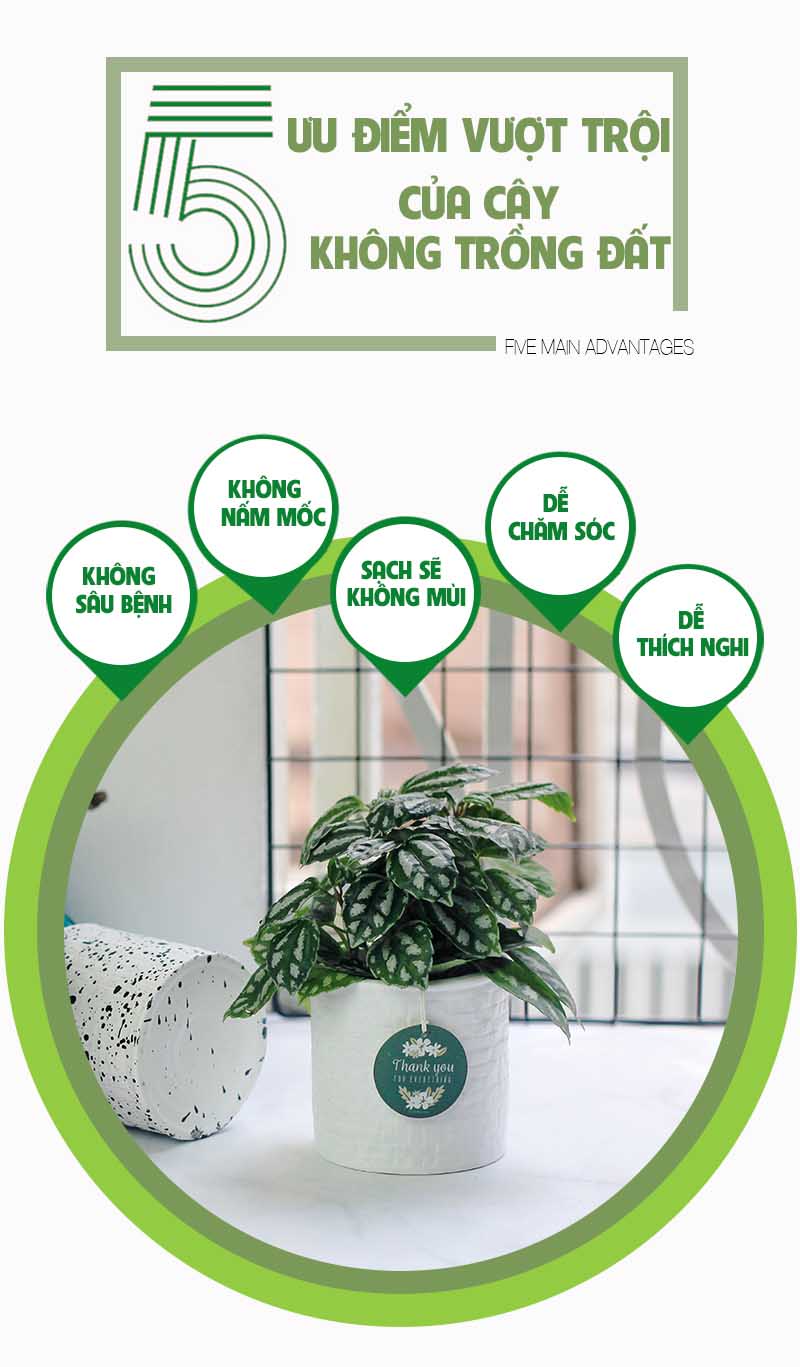 Sao Băng - Cây Trồng Không Cần Đất 9X GARDEN