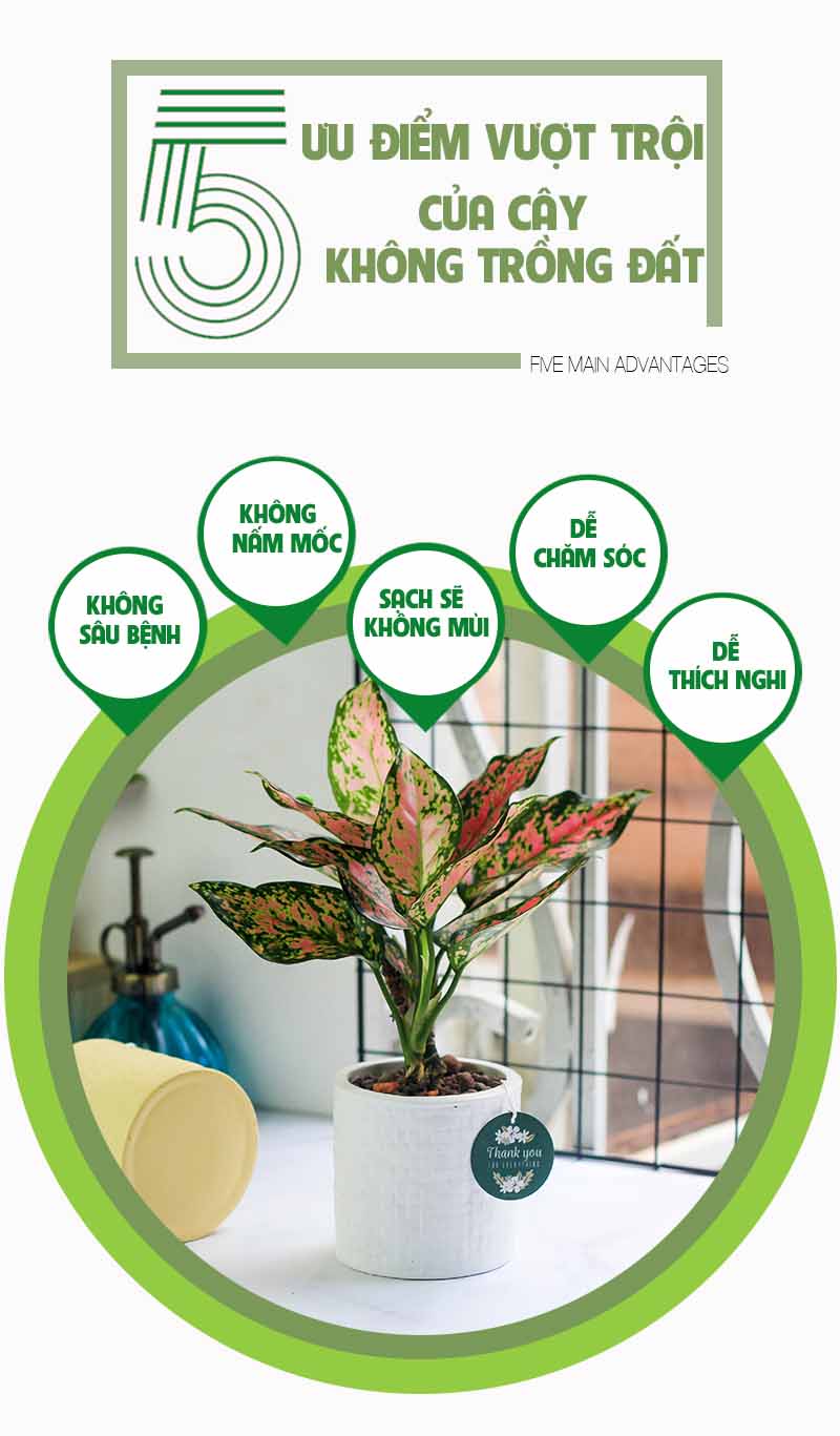 Vạn Lộc - Cây Trồng Không Cần Đất 9X GARDEN