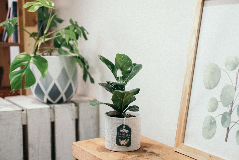 Bàng Singapore x Ami 10.0 - Cây Trồng Không Đất - 9X GARDEN