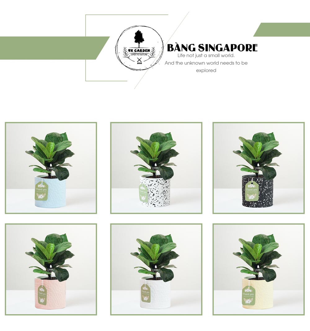 Bàng Singapore x Ami 10.0 - Cây Trồng Không Đất - 9X GARDEN