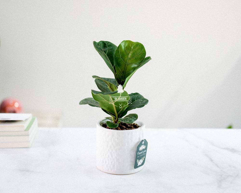 Bàng Singapore x Ami 10.0 - Cây Trồng Không Đất - 9X GARDEN