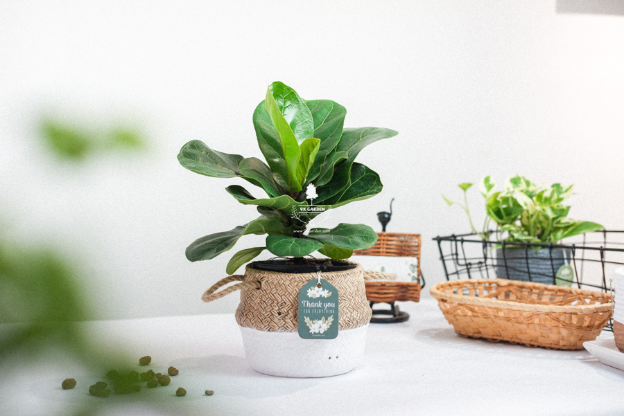 Cây Bàng Singapore x GCS - Cây Không Trồng Đất - 9X GARDEN