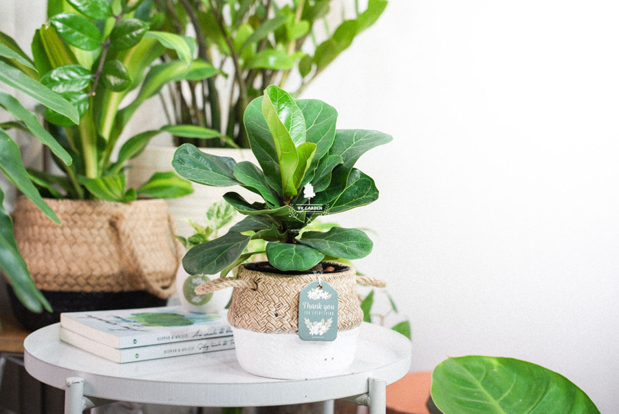 Cây Bàng Singapore x GCS - Cây Không Trồng Đất - 9X GARDEN