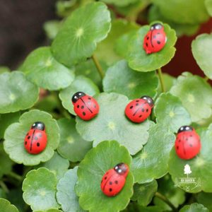 Bọ Rùa - Phụ Kiện Terrarium - 9X GARDEN