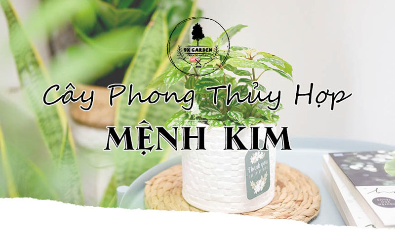 Cây Phong Thủy Hợp Mệnh Kim