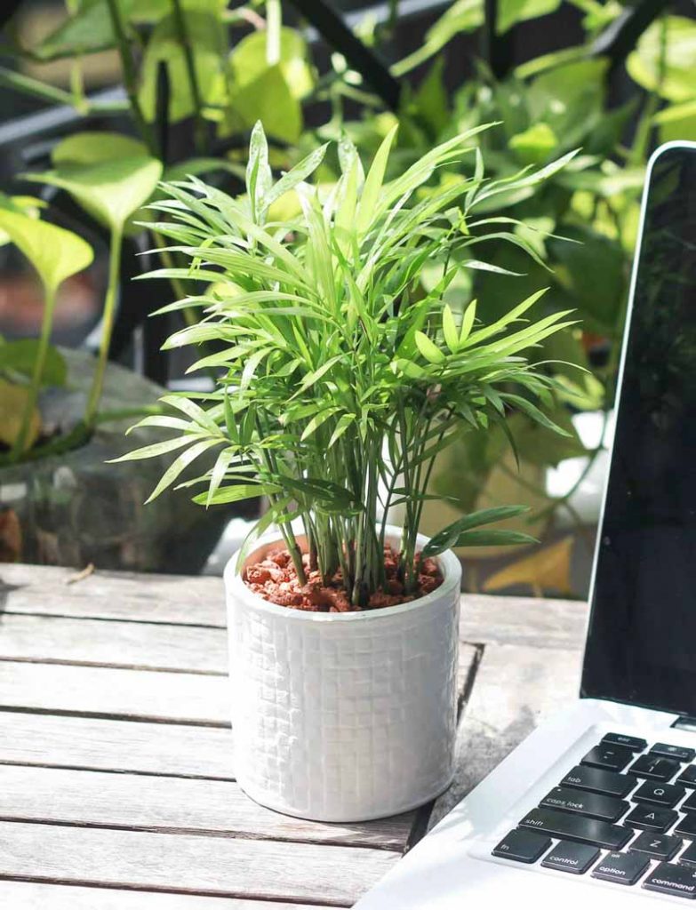 Cây Phong Thủy Hợp Mệnh Kim - Cau Tiểu Trâm