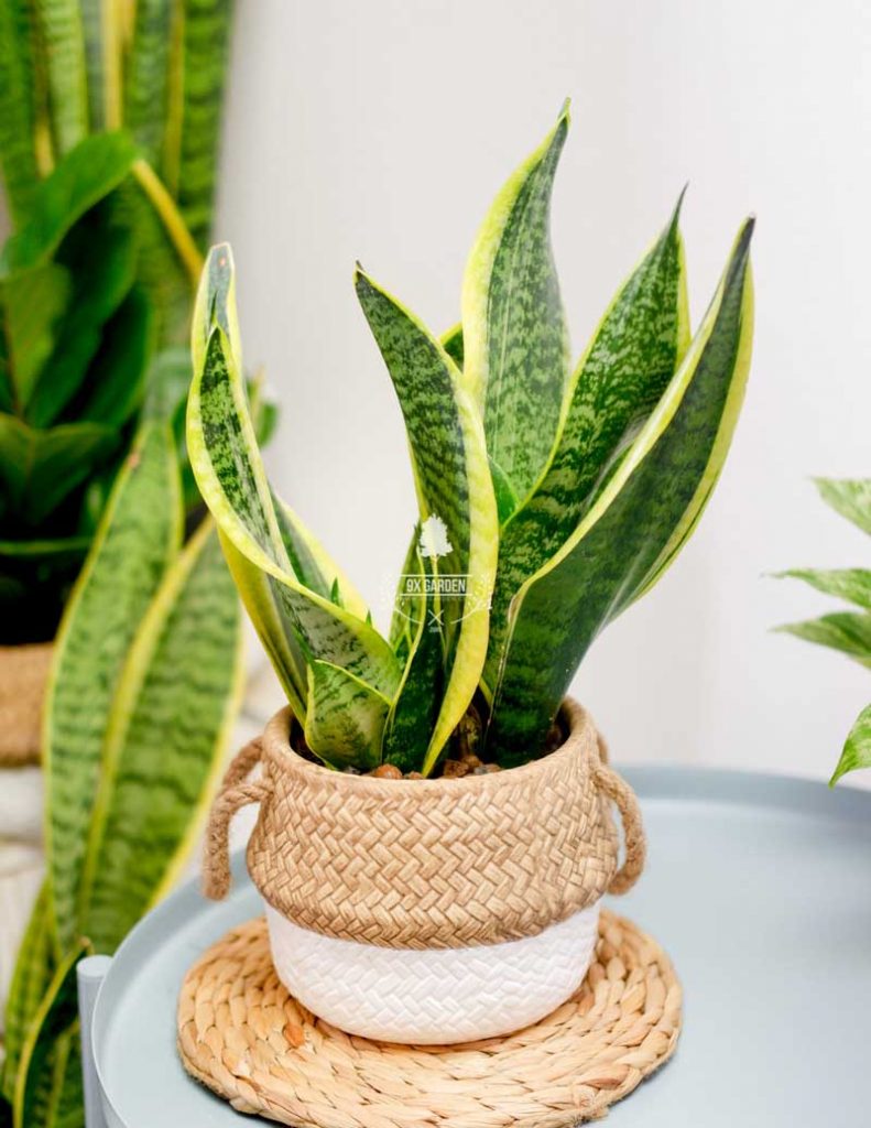 Cây Phong Thủy Hợp Mệnh Kim - Lưỡi Hổ