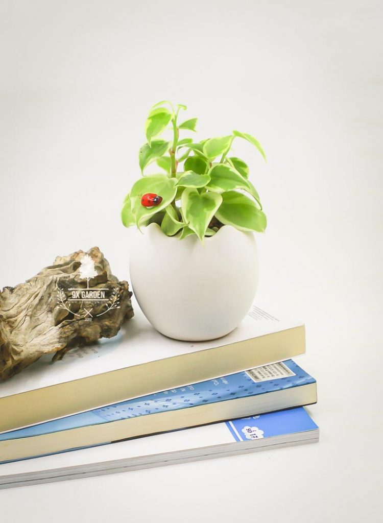 Cây Phong Thủy Hợp Mệnh Kim _ Ngọc Bích