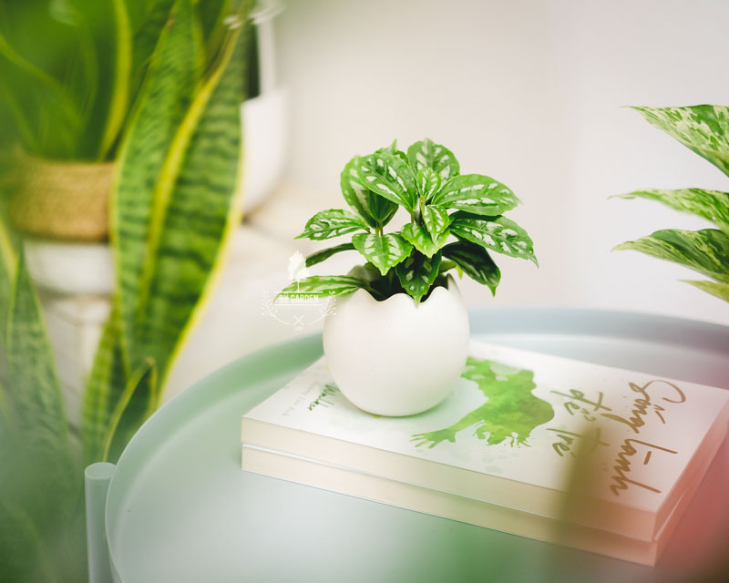 Cây Phong Thủy Hợp Mệnh Kim - Sao Băng