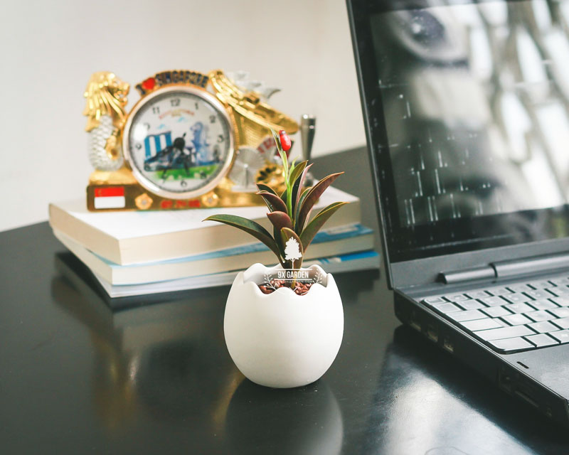 Cây Phong Thủy Hợp Mệnh Kim - Da Nhật