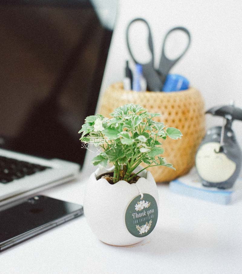 Cây Phong Thủy Hợp Mệnh Kim - Đinh Lăng Cẩm Thạch