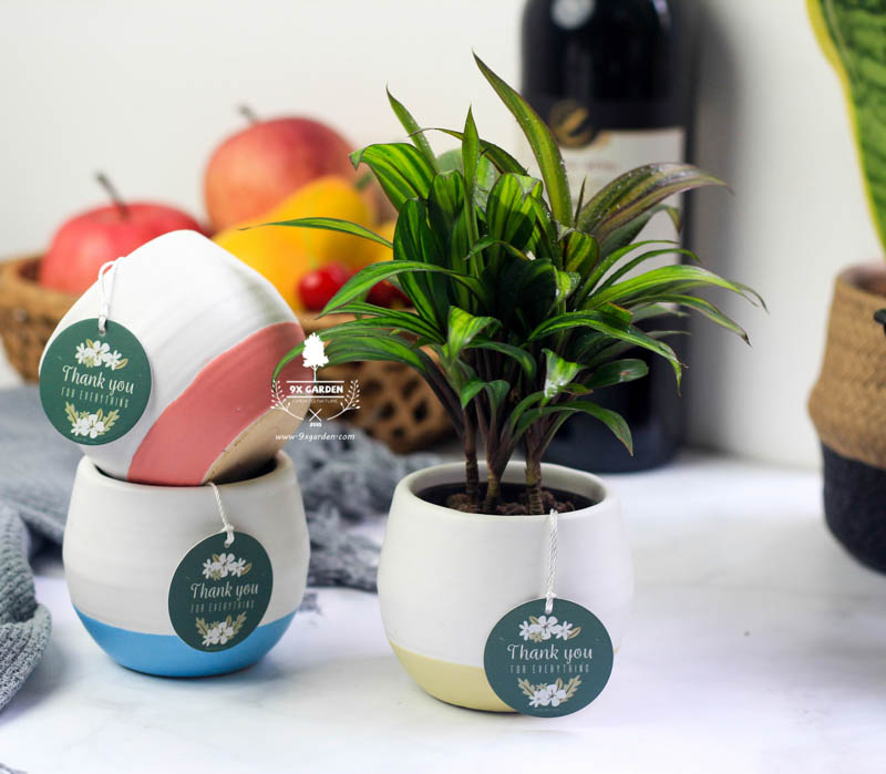 Cây Phong Thủy Hợp Mệnh Kim - Huyết Dụ