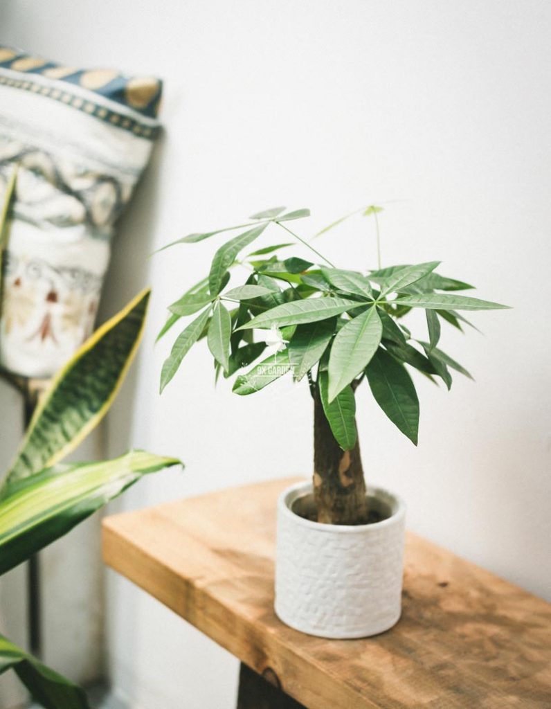 Cây Phong Thủy Hợp Mệnh Kim - Kim Ngân