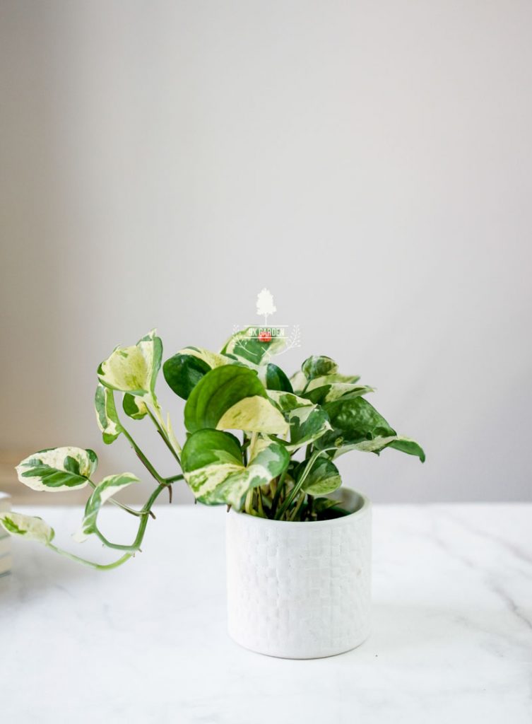 Cây Phong Thủy Hợp Mệnh Kim - Trầu Bà Cẩm Thạch