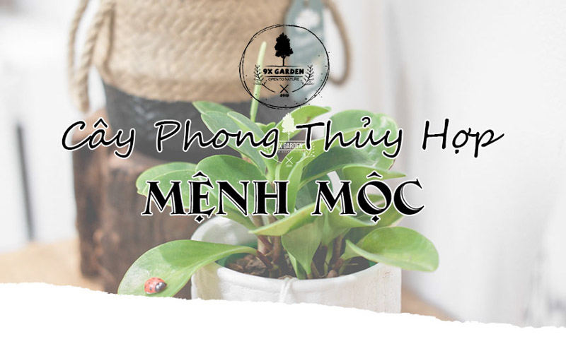 Cây Phong Thủy Hợp Mệnh Mộc