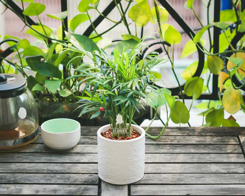 Cây Phong Thủy Hợp Mệnh Mộc - Cau Tiểu Trâm