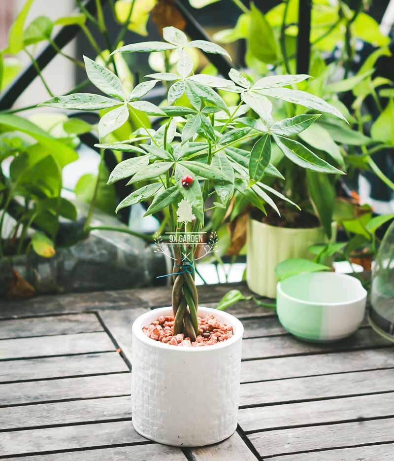 Cây Phong Thủy Hợp Mệnh Mộc - Kim Ngân