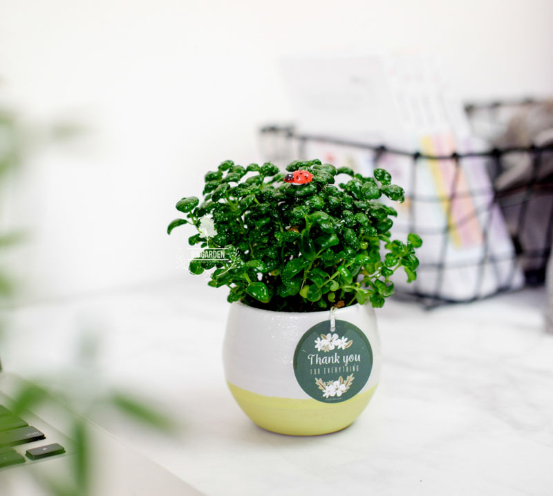 Cây Phong Thủy Hợp Mệnh Mộc - Ngọc Trai