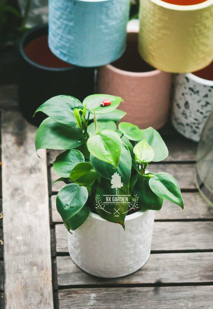 Cây Phong Thủy Hợp Mệnh Mộc - Trầu Bà Brasil