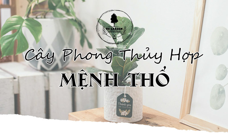 Cây Phong Thủy Hợp Mệnh Thổ